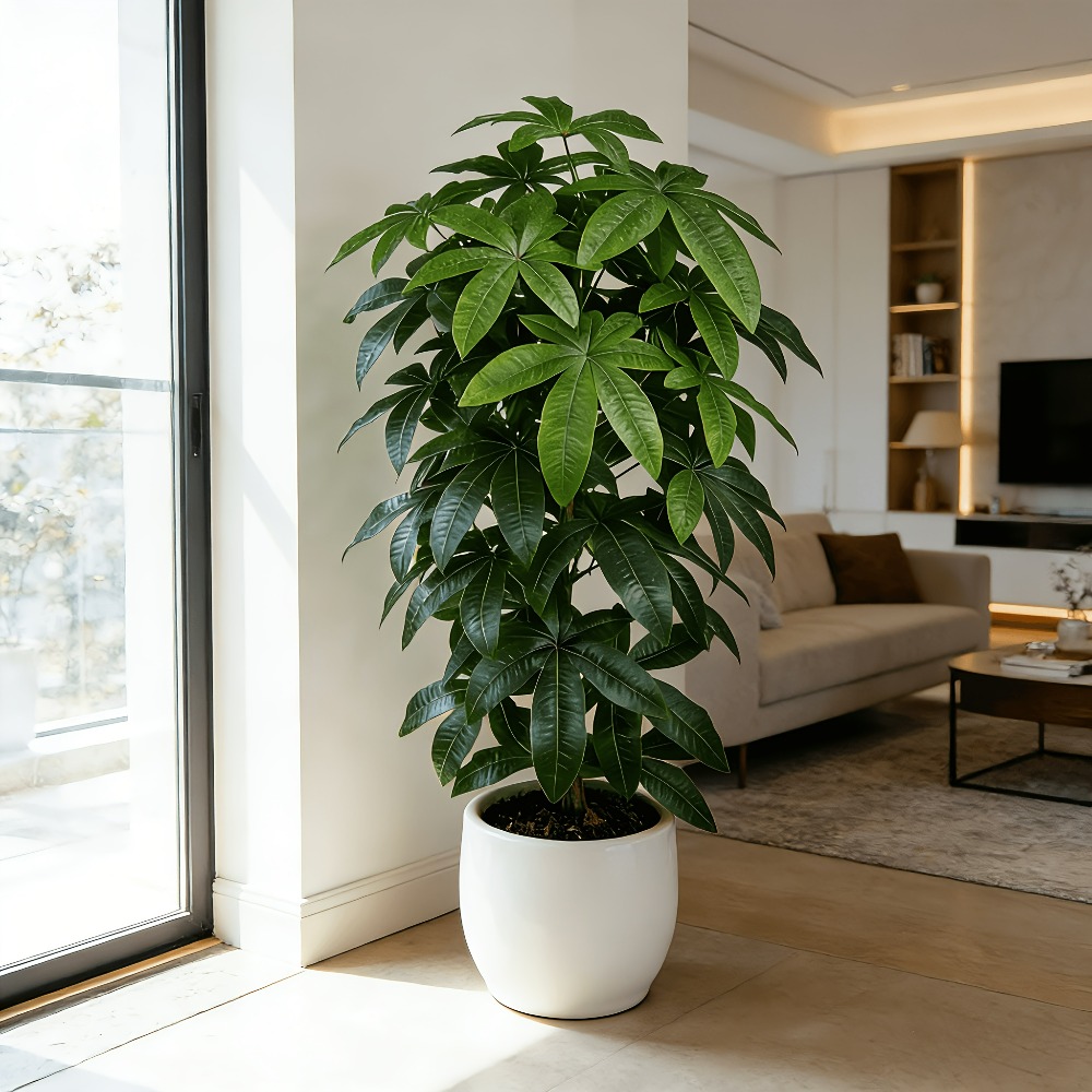 Een kunstmatige geldboom Pachi - Ficus Lyrata Tree recensie en prijs